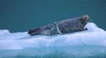 Seals on iceberg